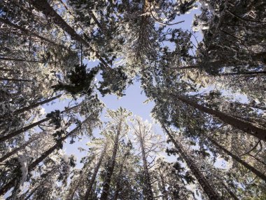Kar Kaplı Orman Ağacı Üstleri çerçeveli Mavi Gökyüzüne Bakmak