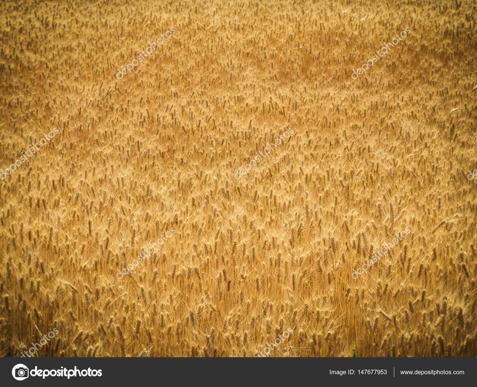wheat farm wallpaper farm wallpaper background vignette country themed backgrounds