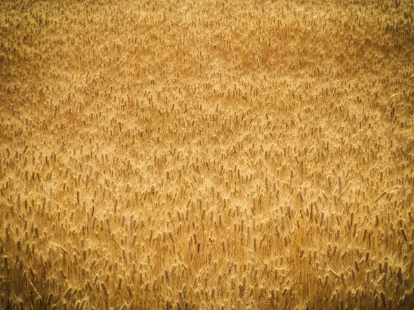 Boerderij Wallpaper achtergrond vignet grens op textuur tarwe planten — Stockfoto
