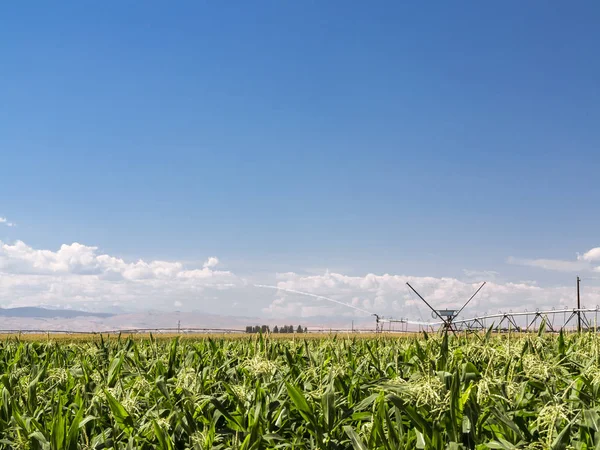 Fondo de la agricultura del cielo azul del día soleado con riego de rociadores cultivos de granja — Foto de Stock