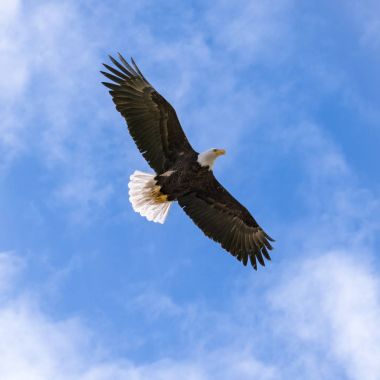 Amerika Birleşik Devletleri Ulusal kuş kel kartal kanatlı yaymak geniş bir