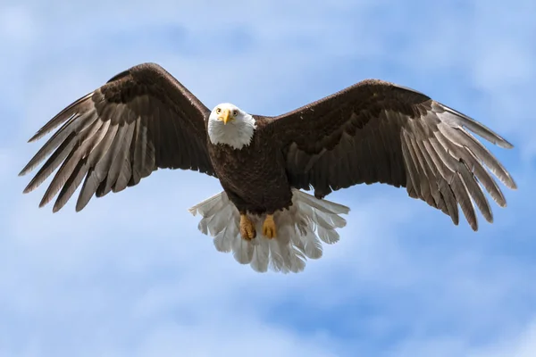 Amerikanisches Nationalsymbol Weißkopfseeadler mit ausgebreiteten Flügeln auf sonnigem — Stockfoto