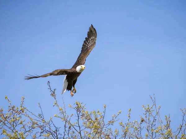 Aquila calva in volo verso il cielo blu come fauna selvatica nordamericana — Foto Stock