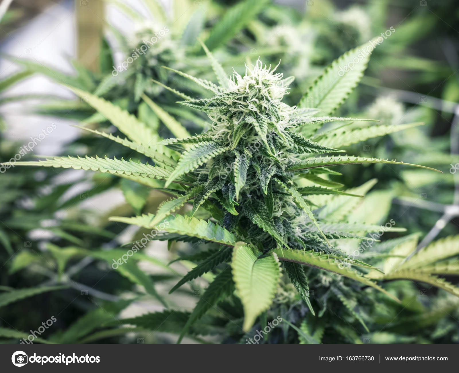 Light Green Marijuana Bud Growing on Indoor Cannabis Plant — Stock