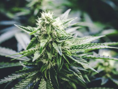 Amazing Detail Marijuana Bud Growing on Indoor Cannabis Plant clipart