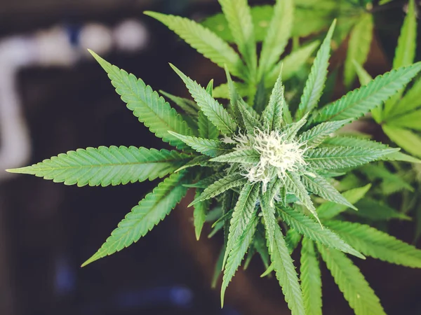Verschwommener Marihuana-Hintergrund mit Blättern und Knospen, die auf Pflanzen wachsen — Stockfoto