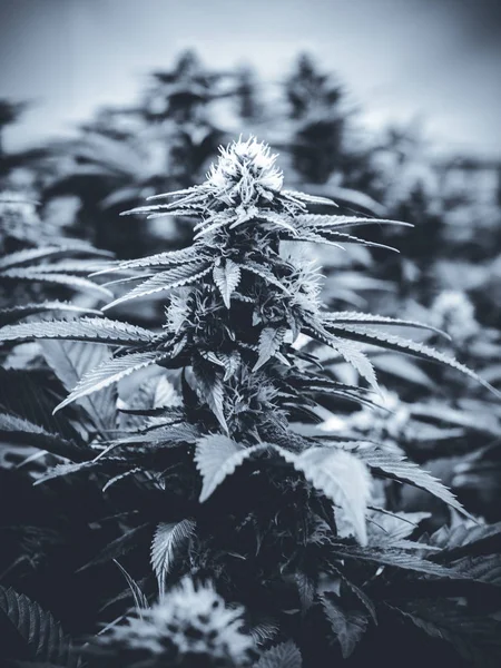 Siyah ve beyaz kapalı kenevir bitki şekillendirme esrar Bud ile — Stok fotoğraf