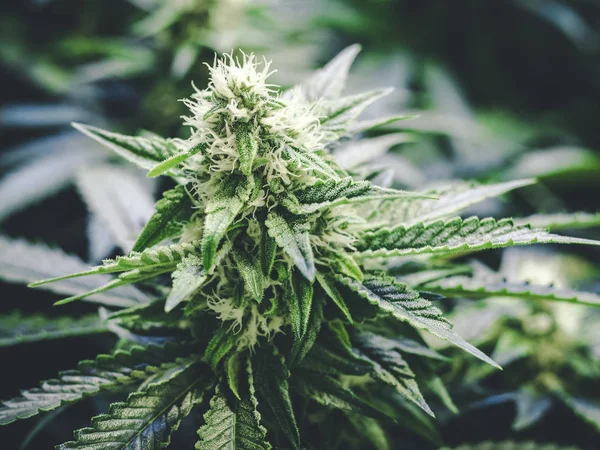 Verbazingwekkend Detail marihuana Bud groeien op Indoor wietplant — Stockfoto