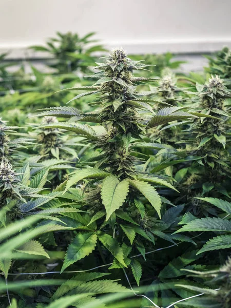 Крытая ферма марихуаны с растущими растениями конопли — стоковое фото
