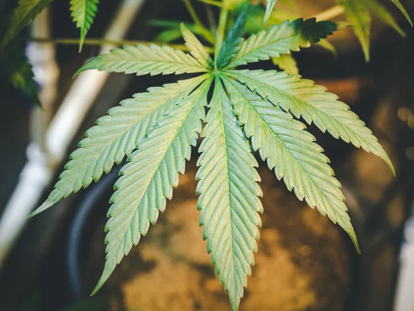 Cannabis-Blatt aus nächster Nähe auf Indoor-Cannabispflanze anbauen — Stockfoto