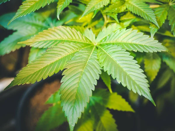 İkonik yeşil Marijuana yaprağı gür kapalı esrar büyüyen — Stok fotoğraf