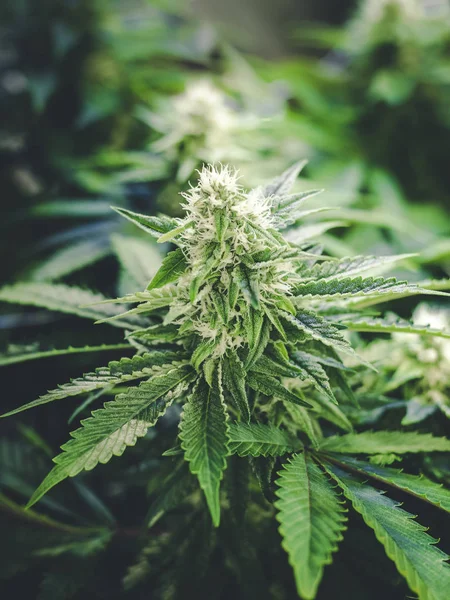 Antecedentes de marihuana de Bud creciendo en planta de cannabis con espacio —  Fotos de Stock