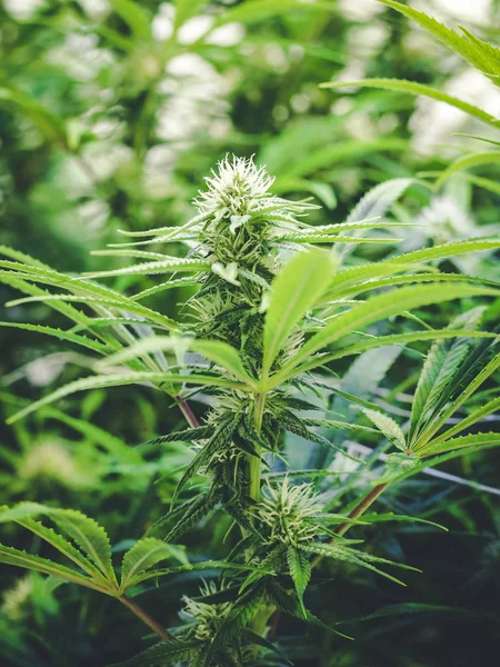 Lange Marihuana-Knospe im frühen Anbaustadium auf Indoor-Cannabis — Stockfoto