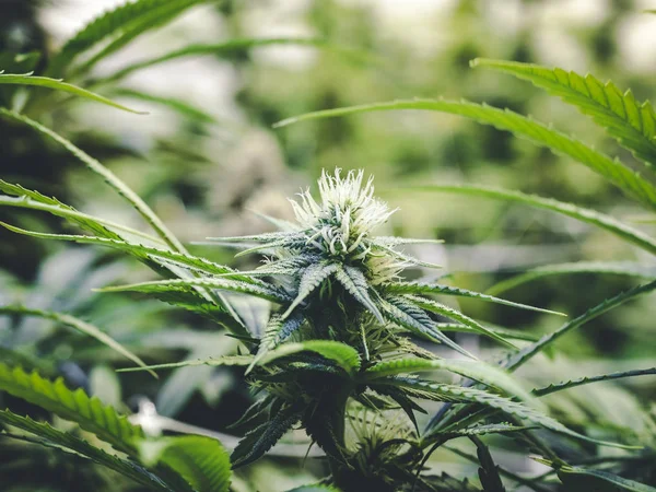 Kleine marihuana Bud groeiende close-up op cannabisplant — Stockfoto