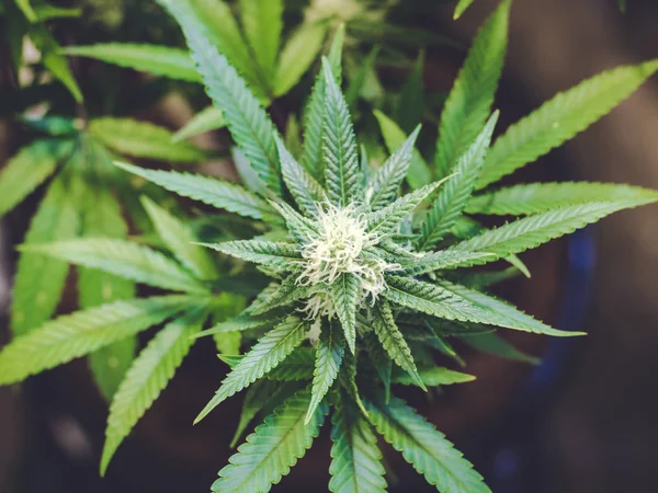Spitze der Marihuana-Pflanze mit Blättern und Knospe in der Mitte — Stockfoto