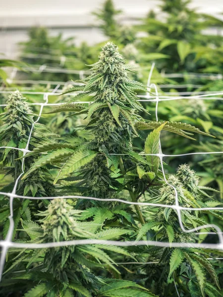顶尖的大麻芽生长在冠层的室内大麻农场 — 图库照片