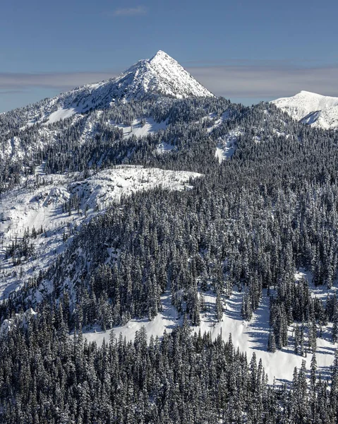 Beautiful Pacific Northwest Mountain Forest with Thick Trees in — Stock Photo, Image