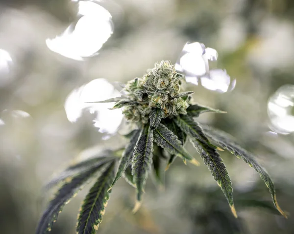 Puslu Bir Ortamda Yeşil Marihuana Külçelerinin Dokusu — Stok fotoğraf