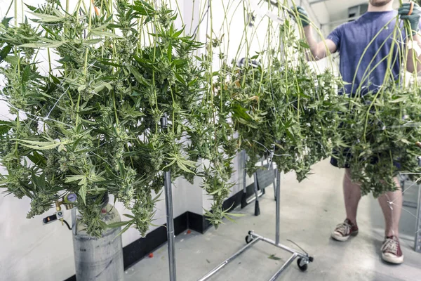 Commerciële Cannabisteelt Kweker Oogst Groene Kleverige Nugs Takken — Stockfoto