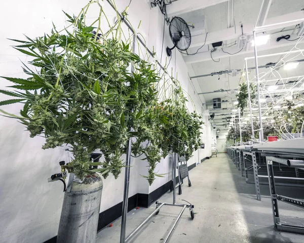 Bitki ve tomurcukları işlenen büyük marihuana tesisi.