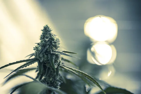Sığ Odak Marijuana Bitkisi Nug Kristalize Trikrom Ile — Stok fotoğraf