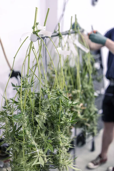 Mature weed plants being hung upside down to dry