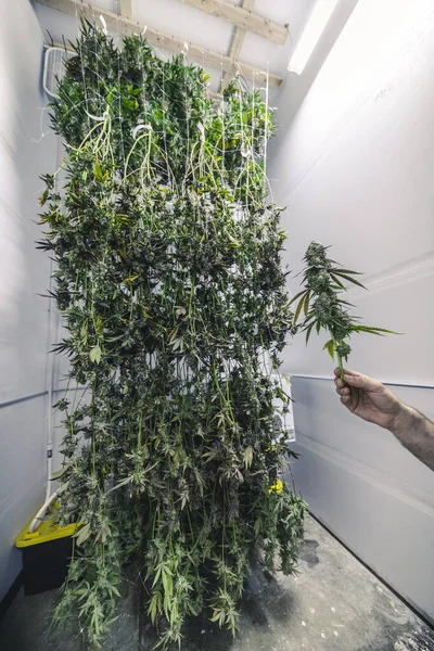 Proces Sklizně Marihuany Větvemi Zavěšenými Pro Ořezávání — Stock fotografie