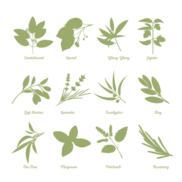 Drawn  herbs silhouettes. — Stock Vector