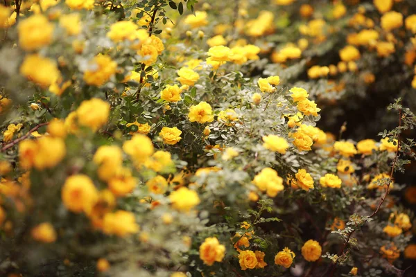 Un gros plan d'une fleur — Photo