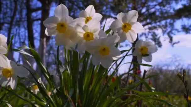 Piękne Kwiaty Jaśminu Polu Wiosennym Trzepotanie Wiatru Efekt Zbliżenie — Wideo stockowe