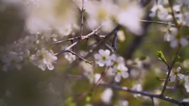 Cherry Blossoms Spring Day Blurred Background Closeup Effect — Stock Video