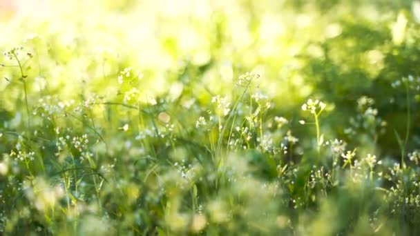 Herbe Printemps Brouiller Plan Arrière Beau Look Effet Gros Plan — Video