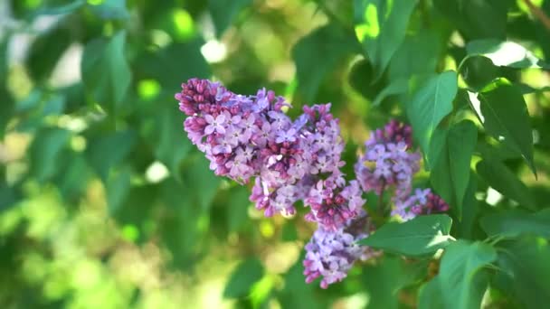 Gyönyörű Lila Tavaszi Virág Kiváló Minőségű Felvételek — Stock videók