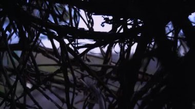 Kamera kuru sarmaşık dikenlerinin arasından sızar. Çok kaliteli görüntüler.