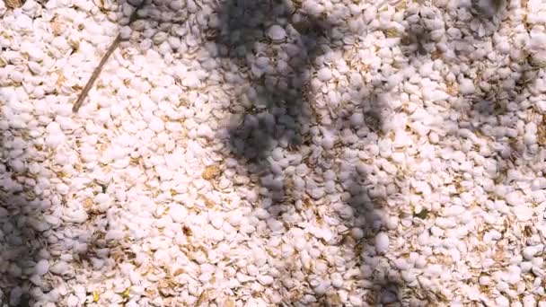 Pétalos Caídos Del Efecto Flor Cerezo Con Sombra — Vídeo de stock