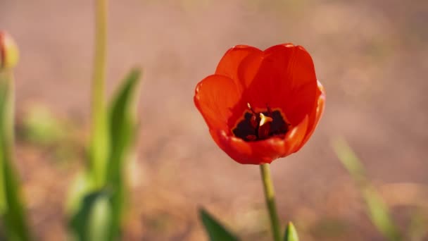 La tulipe rouge solitaire se tient dans le champ de printemps 