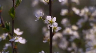 Bir bahar günü kiraz çiçekleri bulanık bir zemin oluşturur 
