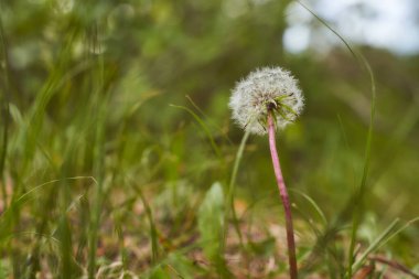 Olgun karahindiba yeşil güneş etkisinin arka planında çok kaliteli bir fotoğraf.