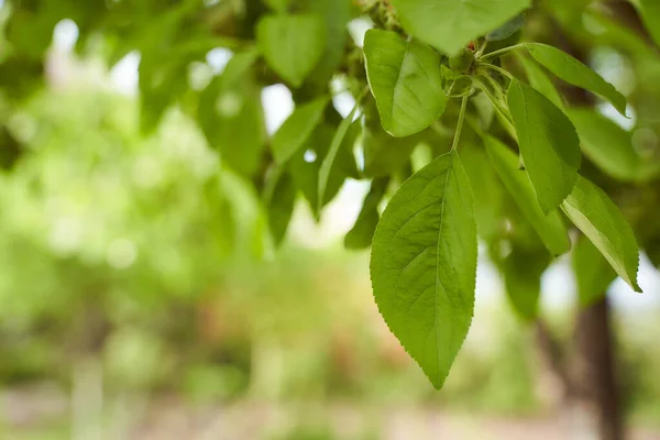 Яблоневые Листья Висят Эффекте Крупного Плана Дерева — стоковое фото