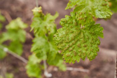 Antrakuns üzümlerinin acı verici yaprakları Yakın çekim etkisi