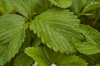 Yağmurdan düşen su damlalarıyla birlikte yeşil çilek yaprakları. Yakın çekim etkisi.