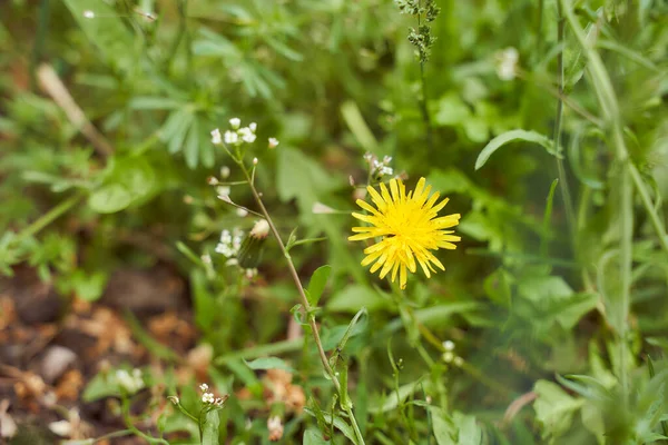 Reifen Löwenzahn Vor Dem Hintergrund Der Grünen Sonnenwirkung Sehr Hochwertiges — Stockfoto