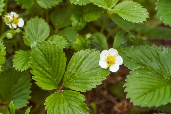Yeşil yapraklı beyaz çilek çiçeği ve su damlacıkları yakın çekim etkisi