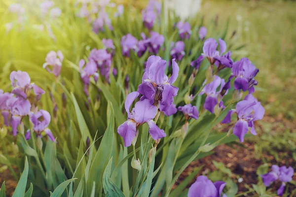 Belas Flores Toffee Azul Jardim Casa Campo Primavera Muito Alta — Fotografia de Stock