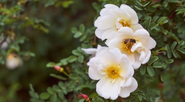 Yeşil yapraklı beyaz çay gülü. Yakın çekim etkisi.