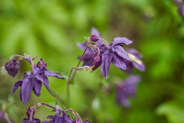 Yeşil bulanık arkaplan kaplama efekti üzerine mor su yakalama çiçekleri