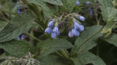 Bahçedeki leylak çiçekleri rüzgarda sallanıyor. Çok kaliteli görüntüler.