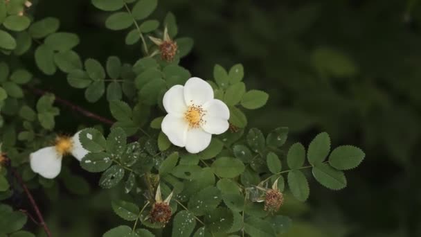 Biały Kwiat Herbata Róża Zielonym Tle Płatki Bardzo Wysokiej Jakości — Wideo stockowe