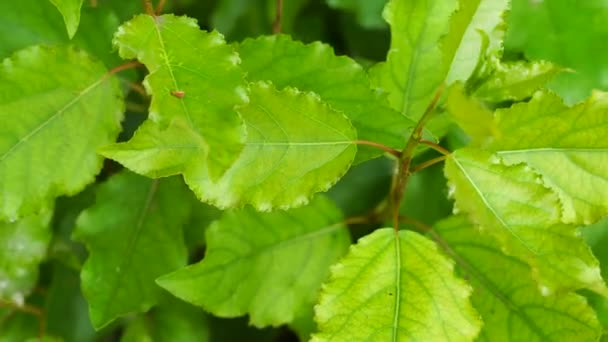 Poplar Leaves Sway Ingered Wind Filmed City Very High Quality — Stock Video