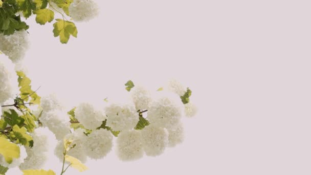 Piękne Białe Kwiaty Kalina Bulldanes Kołysać Się Wietrze Bardzo Wysokiej — Wideo stockowe